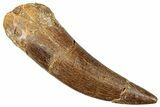 Fossil Plesiosaur (Zarafasaura) Tooth - Morocco #296359-1